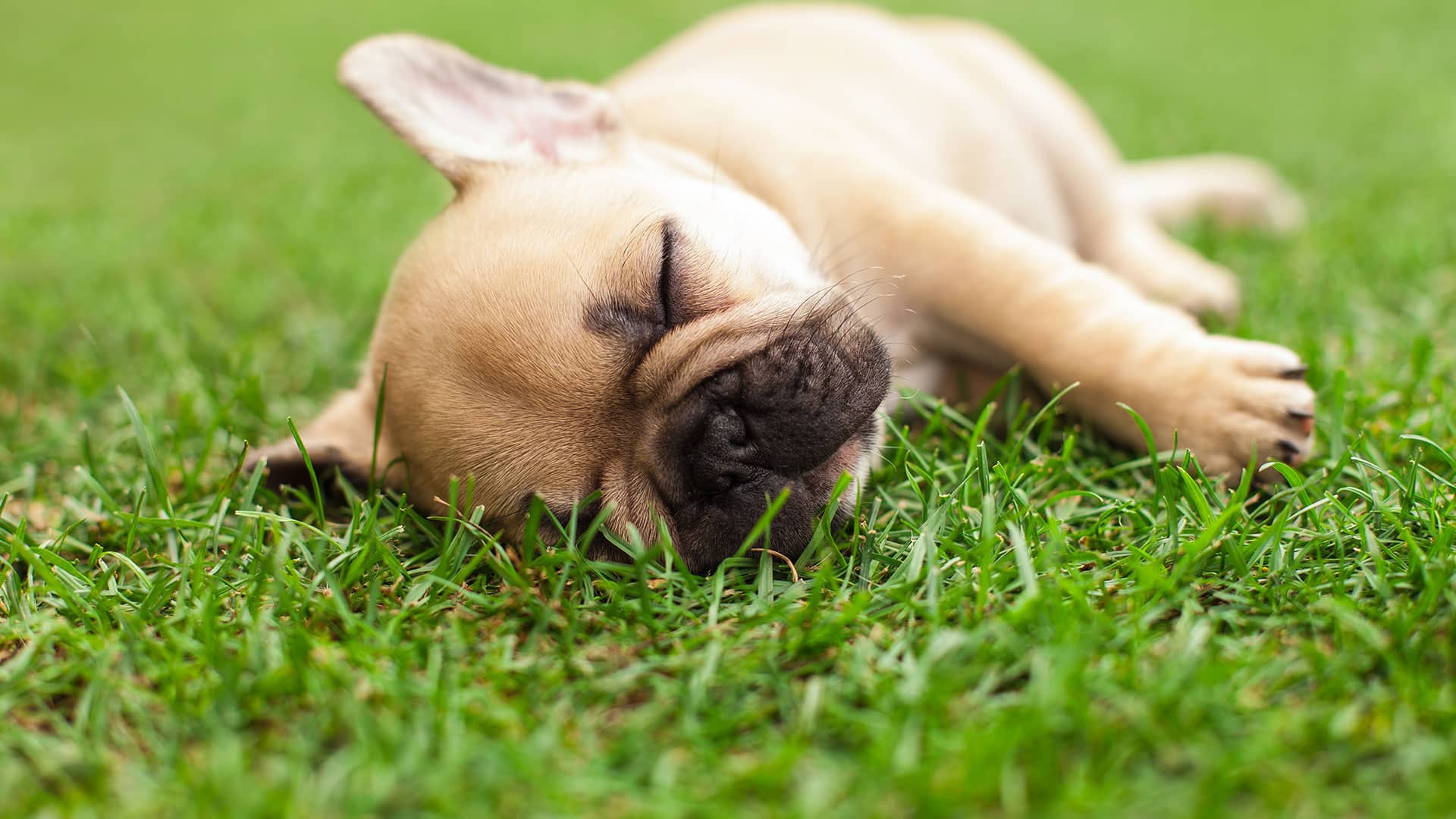 Hillard turn and lawn care experts