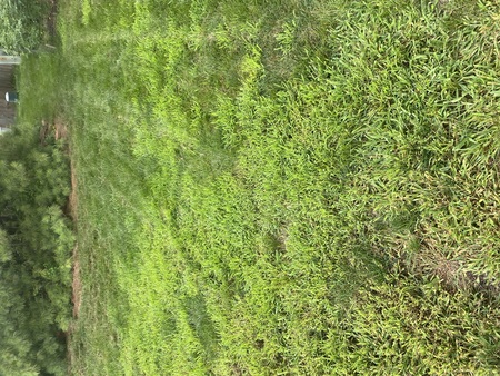 6 Common Grassy Weeds in Central Ohio (Columbus Area Guide)