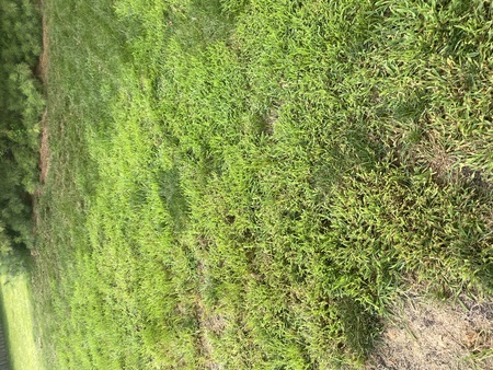 6 common grassy weeds in cental ohio columbus area guide
