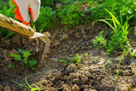 Nutsedge in Ohio Lawns: Why It Spreads and How to Get Rid of It