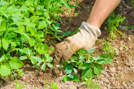 Pre-Emergent Weed Control Timing for Central Ohio: A Homeowner’s Calendar