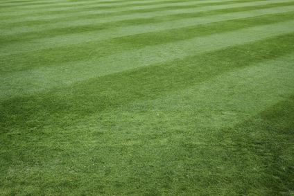 Compare Buckeye Turf Lawn Care Programs Thumbnail